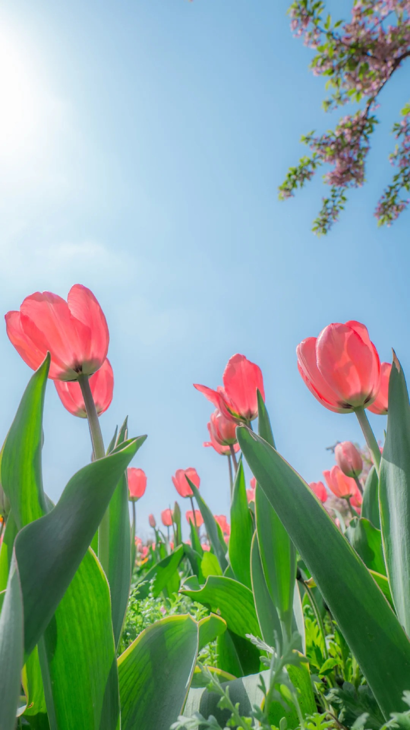 hình ảnh hoa tulip lãng mạn