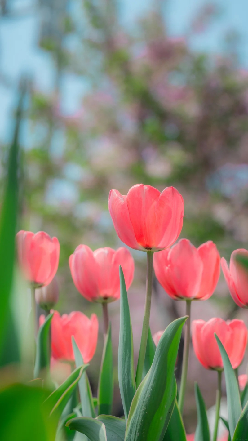 ảnh hoa tulip trong vườn hoa
