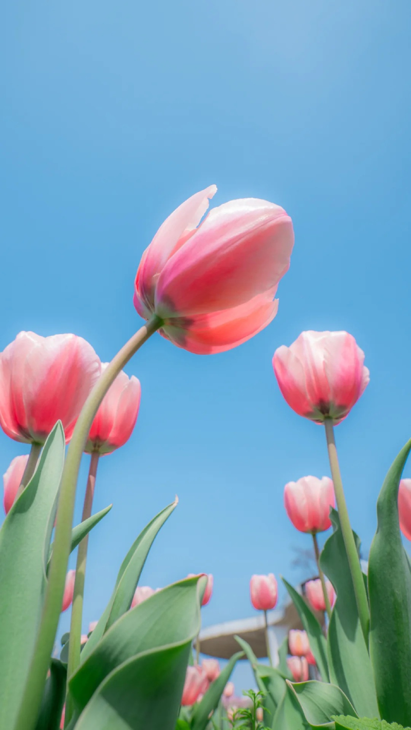 hoa tulip hồng dễ thương