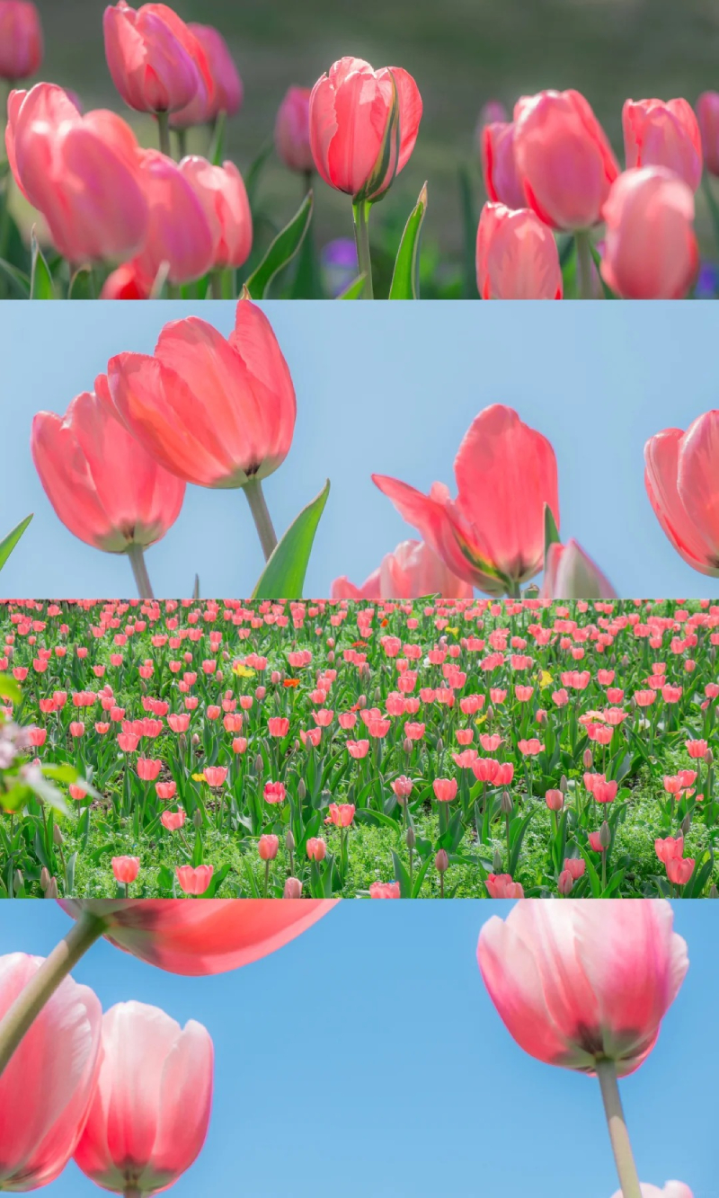 ảnh hoa tulip đỏ đẹp
