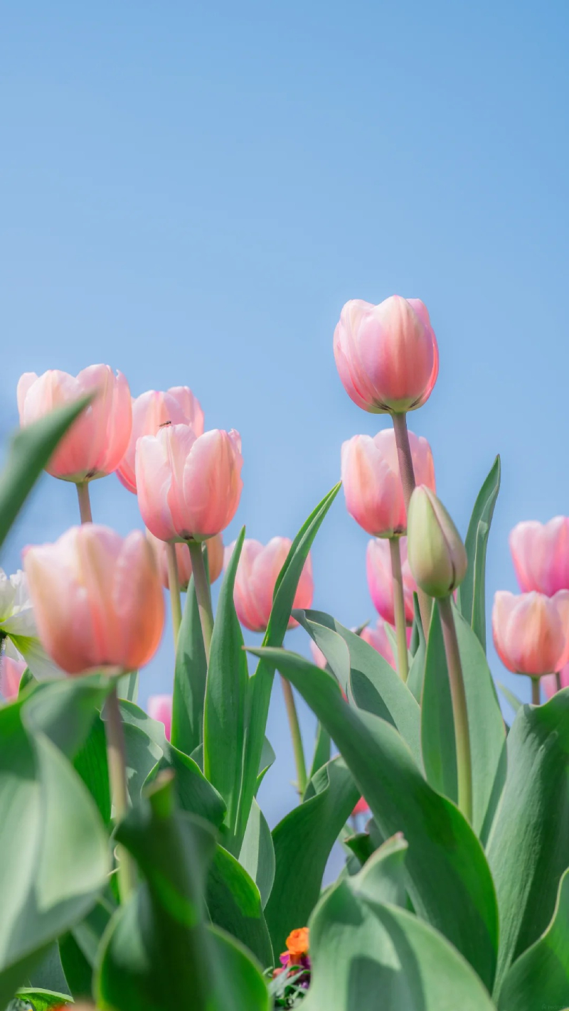 hình hoa tulip nhiều màu
