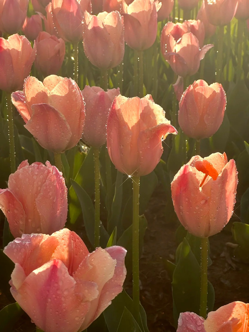 ảnh hoa tulip đẹp và lãng mạn