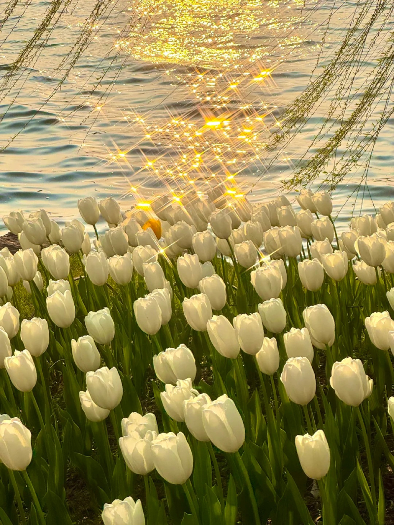 hình ảnh hoa tulip rực rỡ