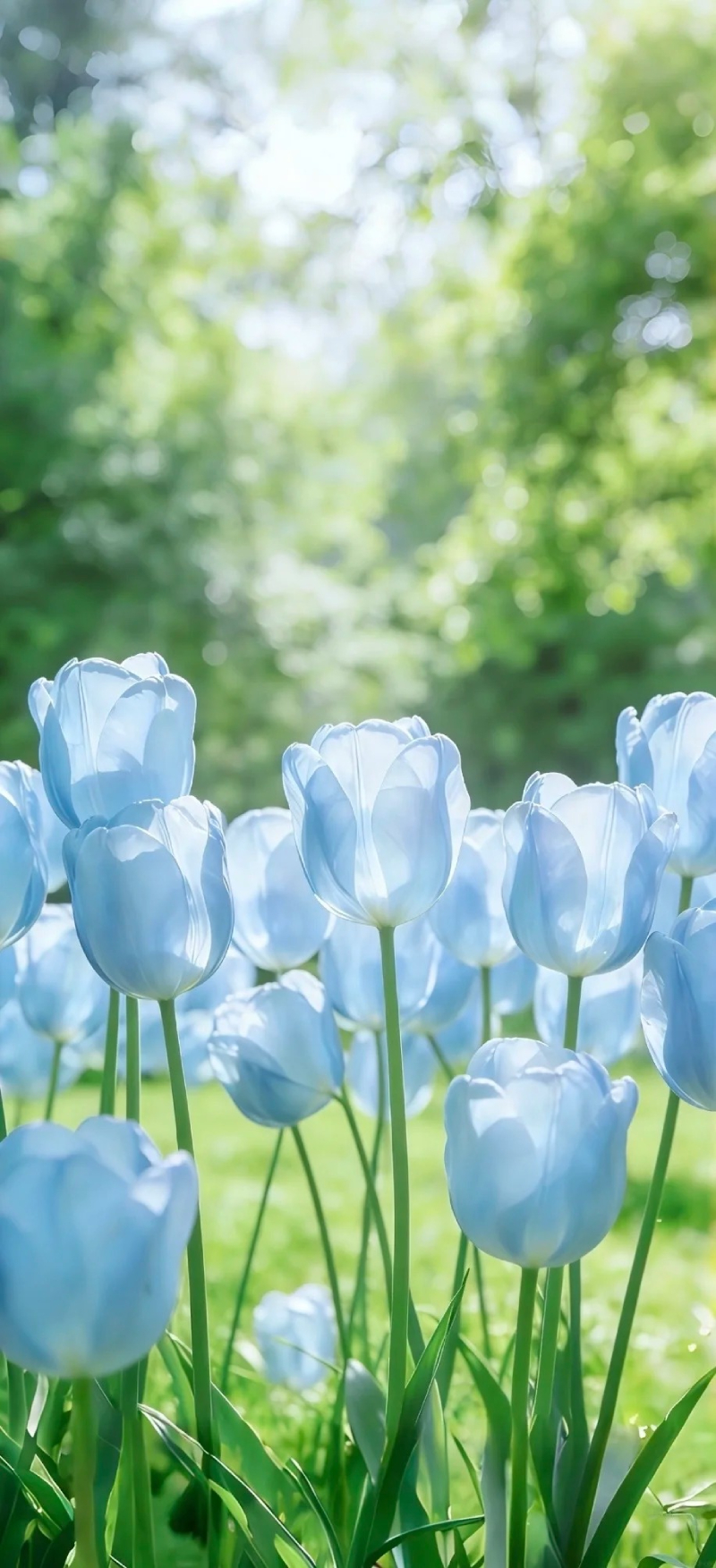 hoa tulip tím nổi bật