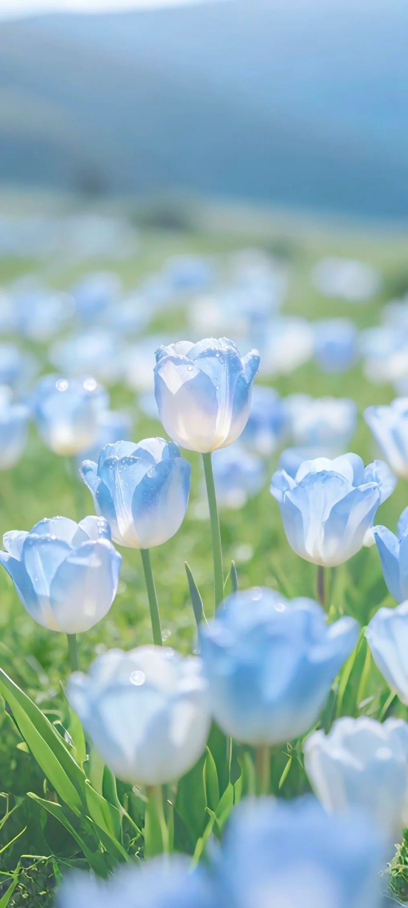 ảnh hoa tulip nở đẹp