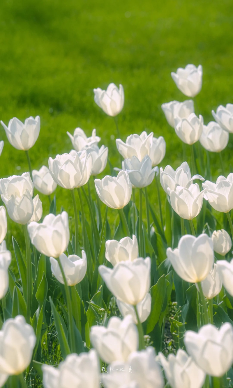 hình ảnh hoa tulip nhiều màu sắc