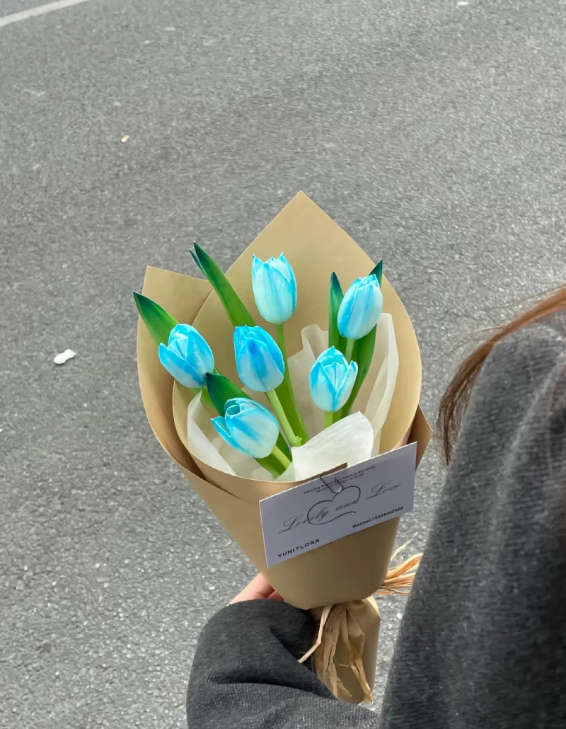 hình ảnh hoa tulip mùa xuân