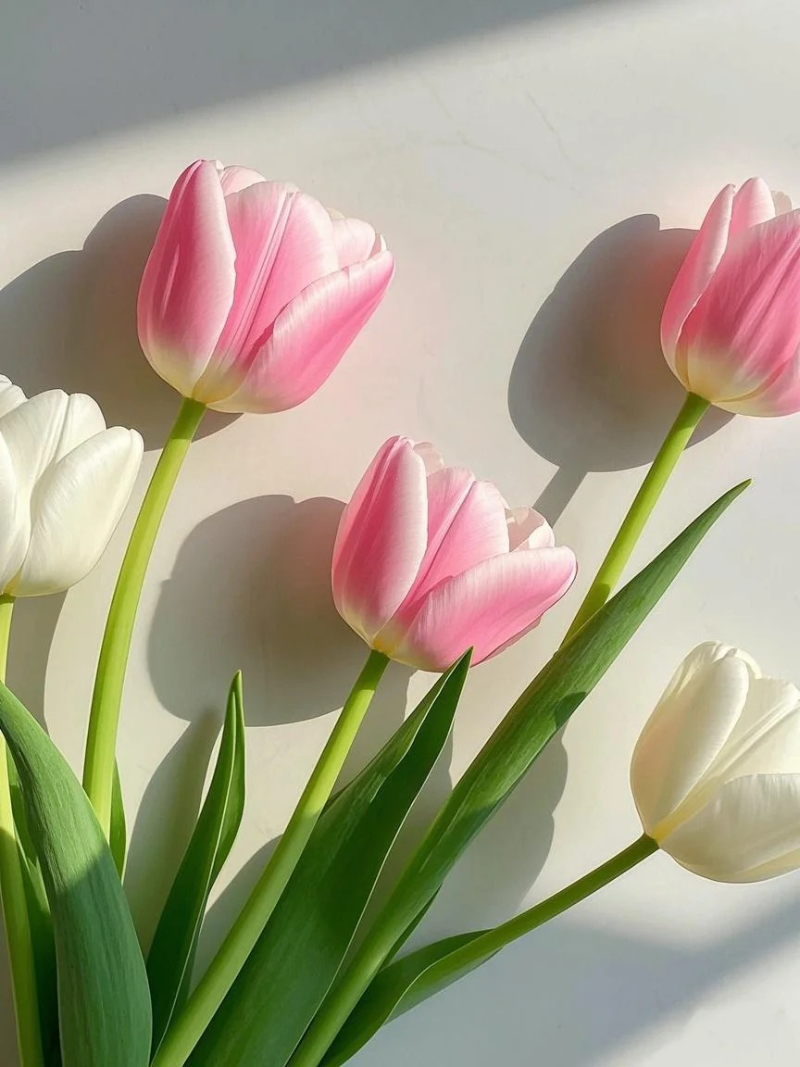 ảnh hoa tulip đỏ rực rỡ