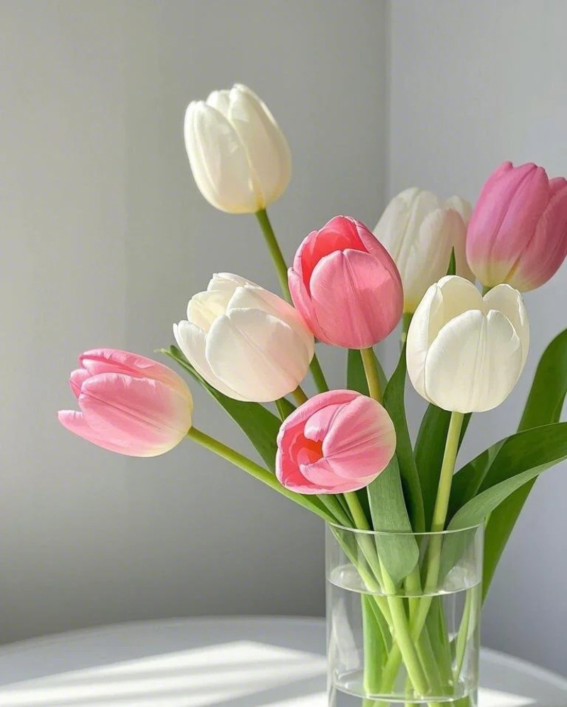 ảnh hoa tulip hồng đẹp nhất