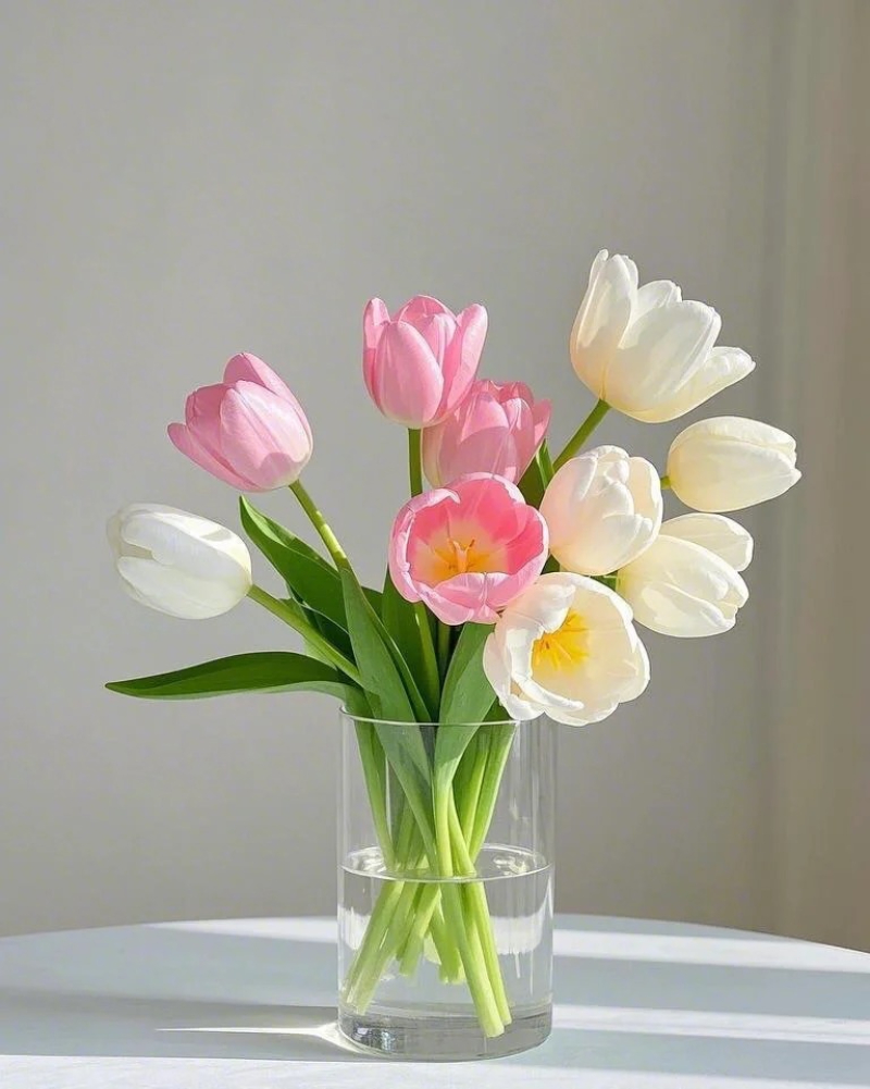 hoa tulip trắng trong trẻo