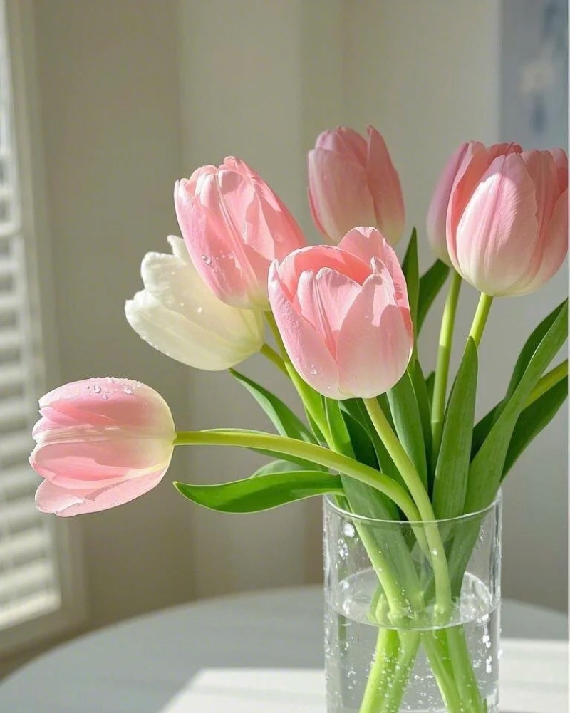 ảnh hoa tulip vàng rực rỡ