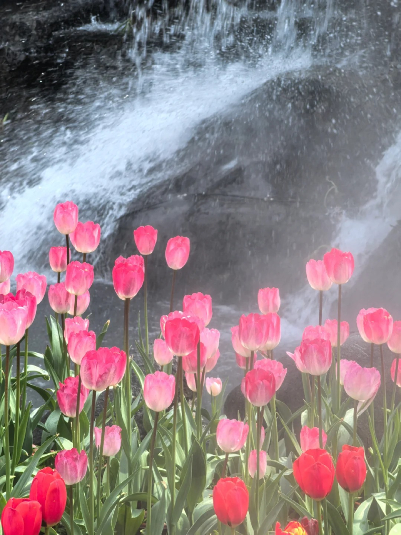 hình ảnh tulip tím lãng mạn