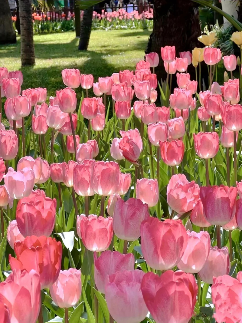 ảnh hoa tulip cận cảnh