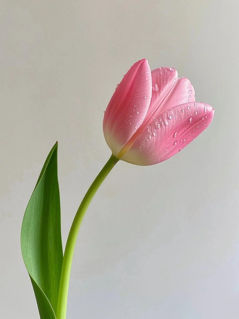 hoa tulip đẹp trong vườn