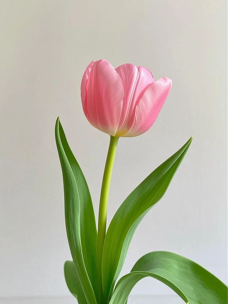 ảnh hoa tulip hồng lãng mạn