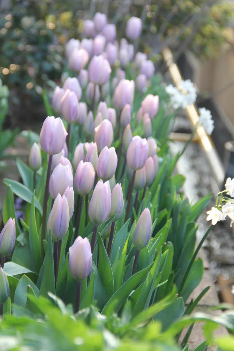 ảnh hoa tulip trắng tinh khôi