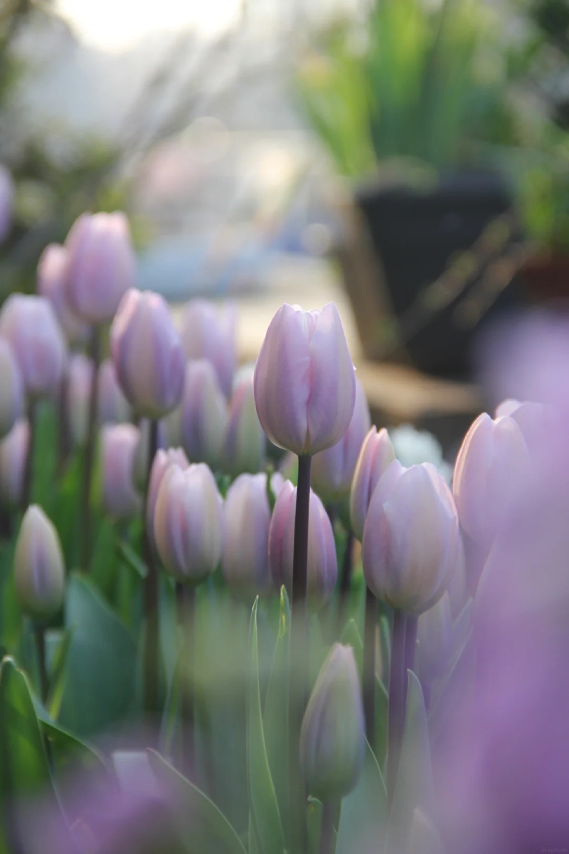 hoa tulip vàng nổi bật