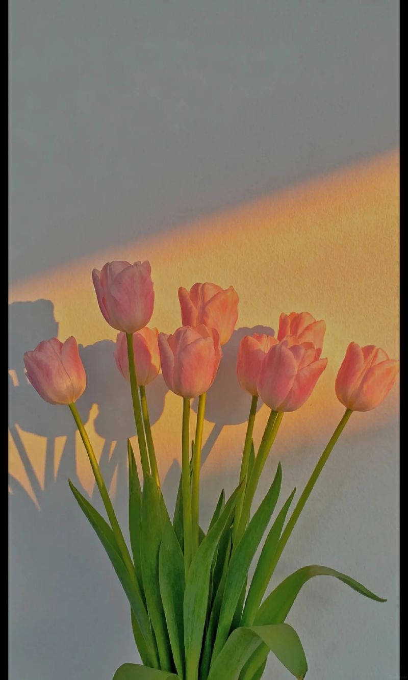 hoa tulip đẹp dưới ánh nắng