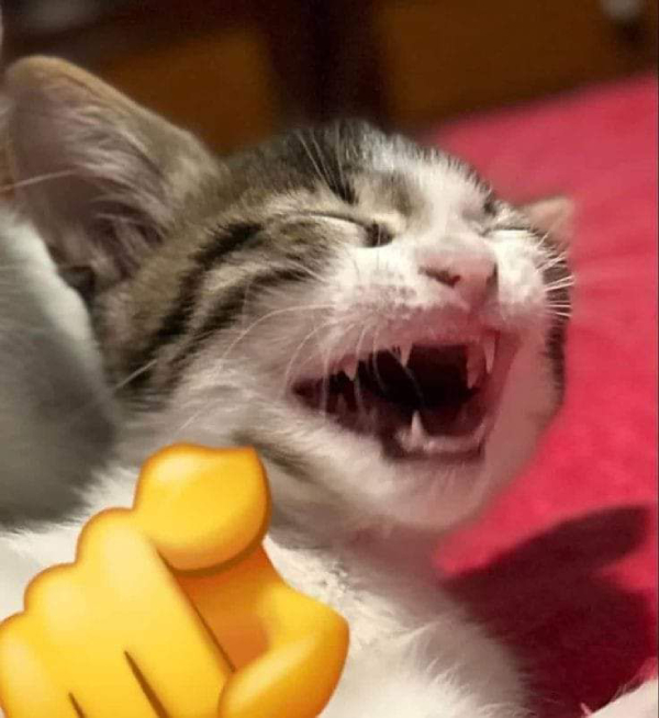 ảnh meme cười cực hài