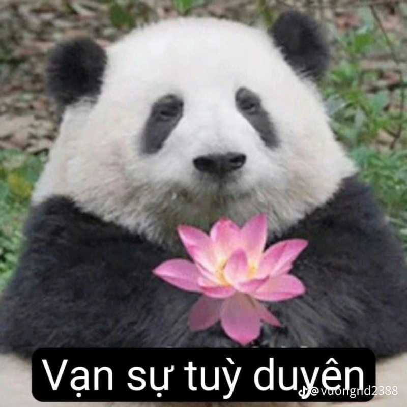 ảnh meme gấu trúc cute