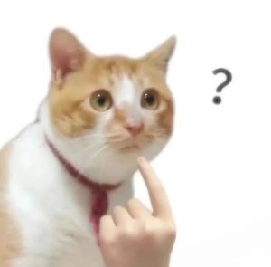 ảnh meme hài bựa mèo