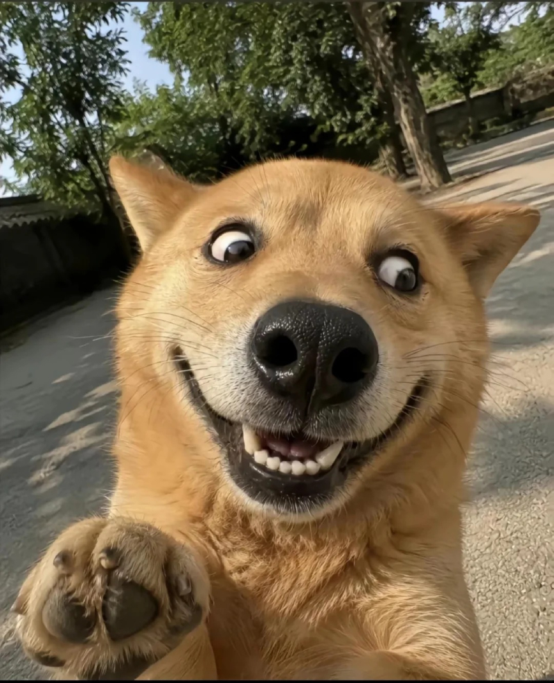ảnh meme làm avatar cực chất