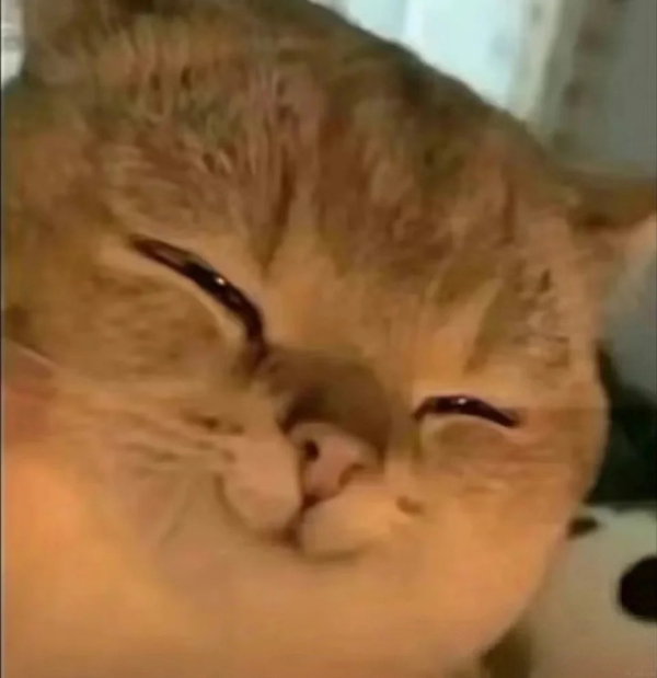 ảnh meme mèo cười hài hước