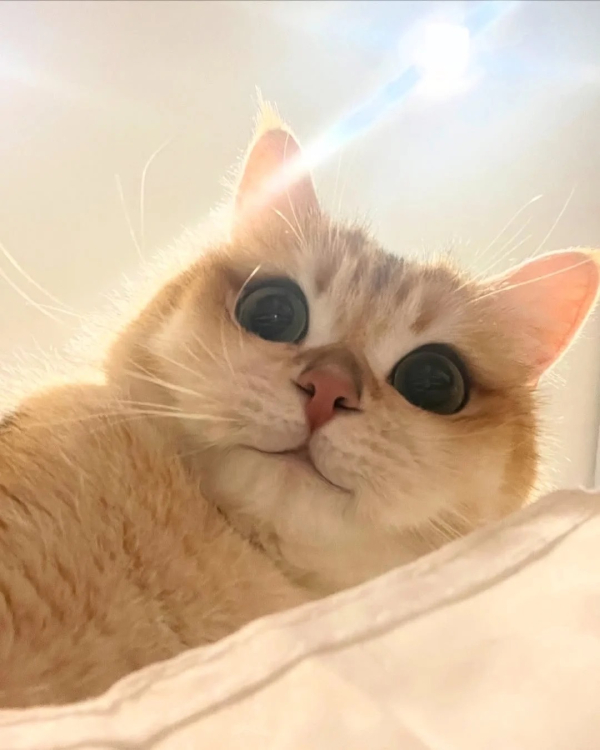 ảnh meme mèo cười vui vẻ