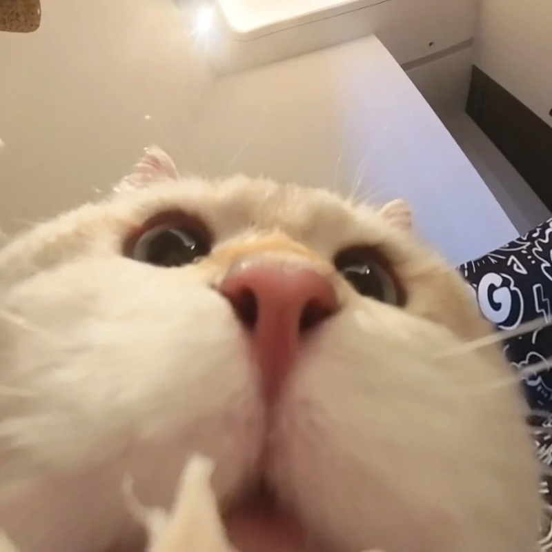 ảnh meme mèo cute