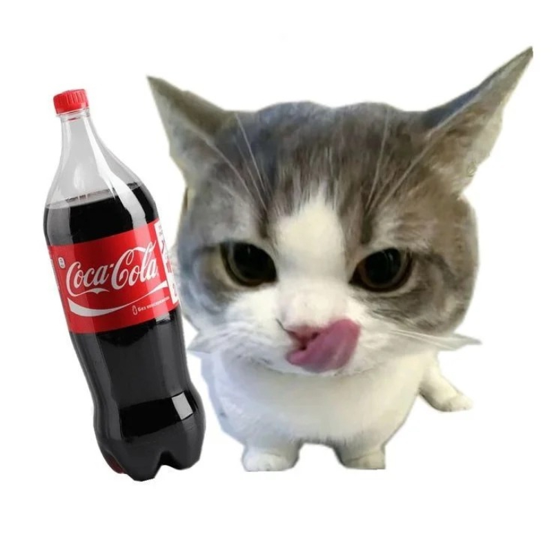 ảnh meme mèo dễ thương