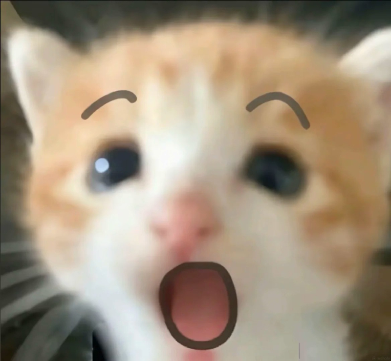 ảnh meme mèo ngộ nghĩnh
