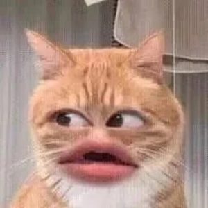 ảnh mèo bựa hài hước