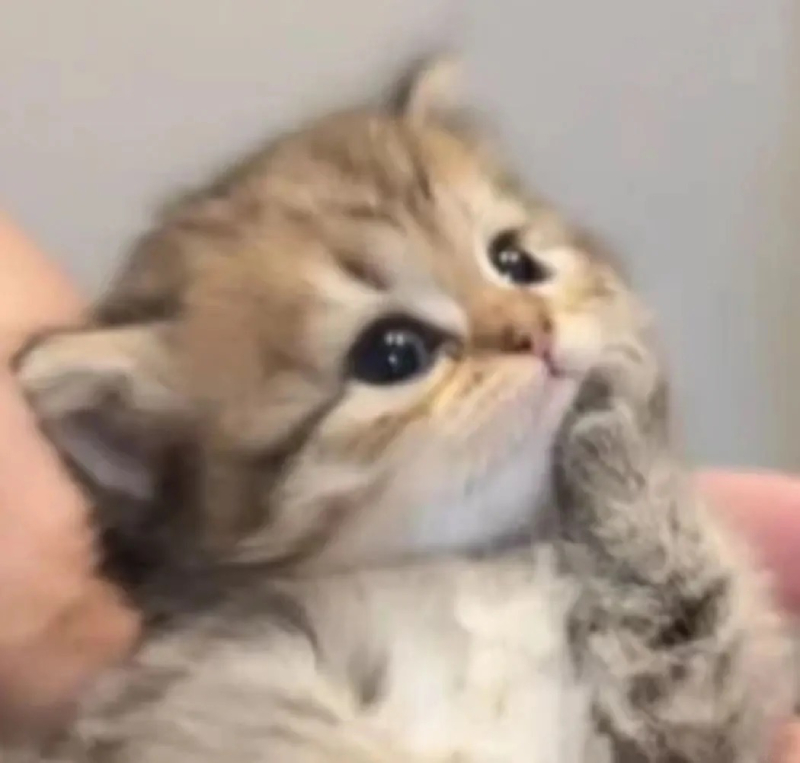 ảnh mèo cute hài hước