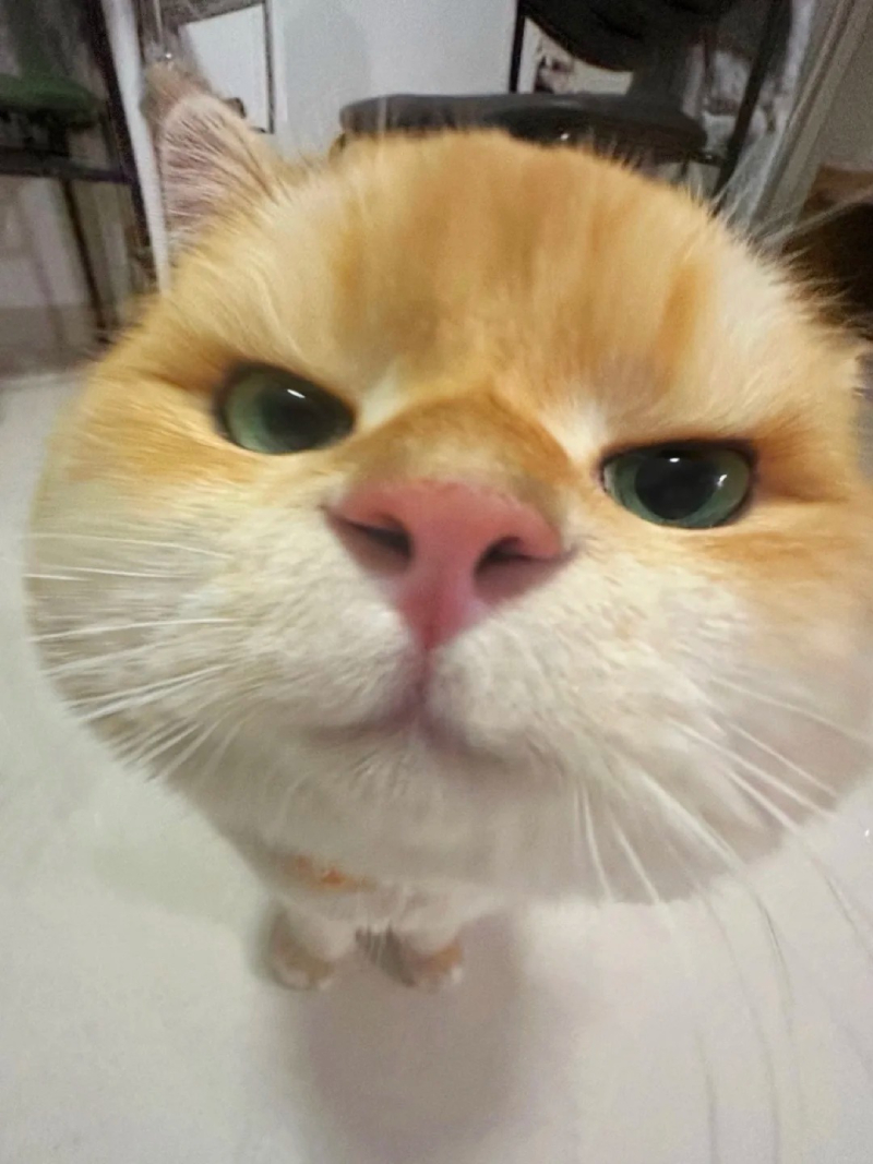 ảnh mèo hài hước đang nhìn camera