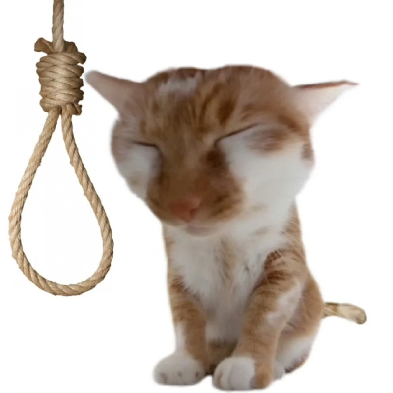 ảnh mèo meme bất lực