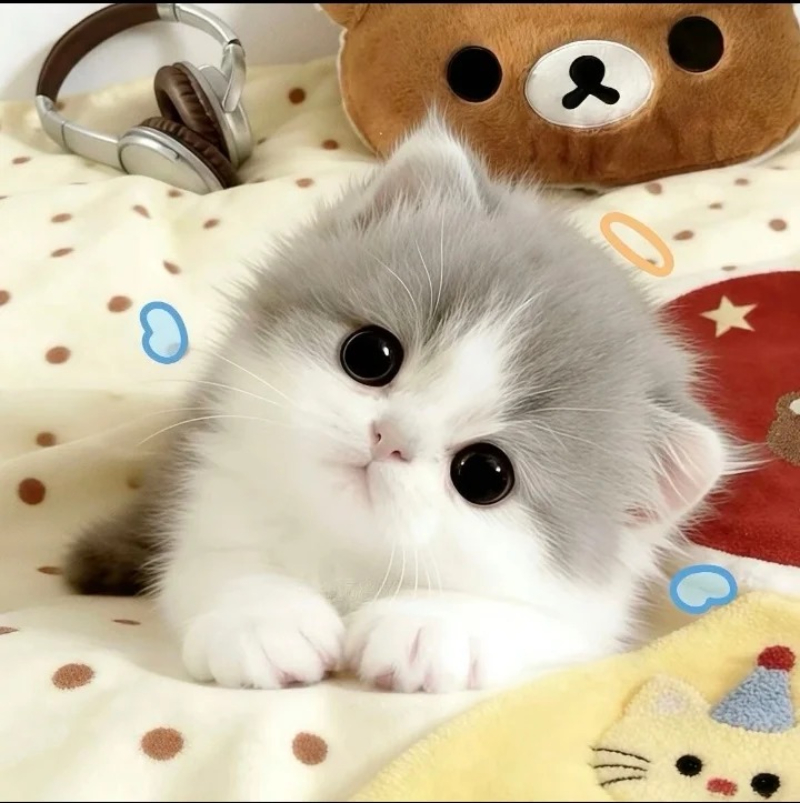 ảnh mèo meme cute