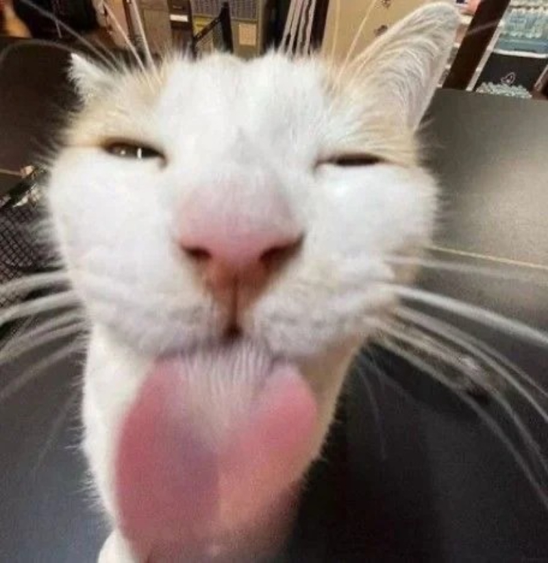 ảnh mèo meme há mồm