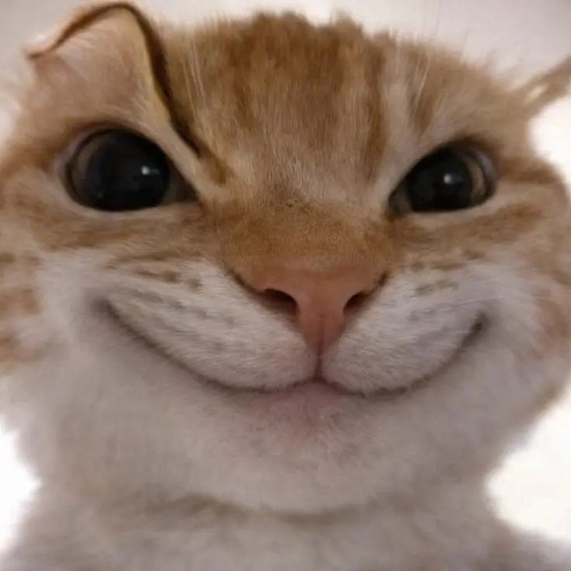 ảnh mèo meme ngộ nghĩnh