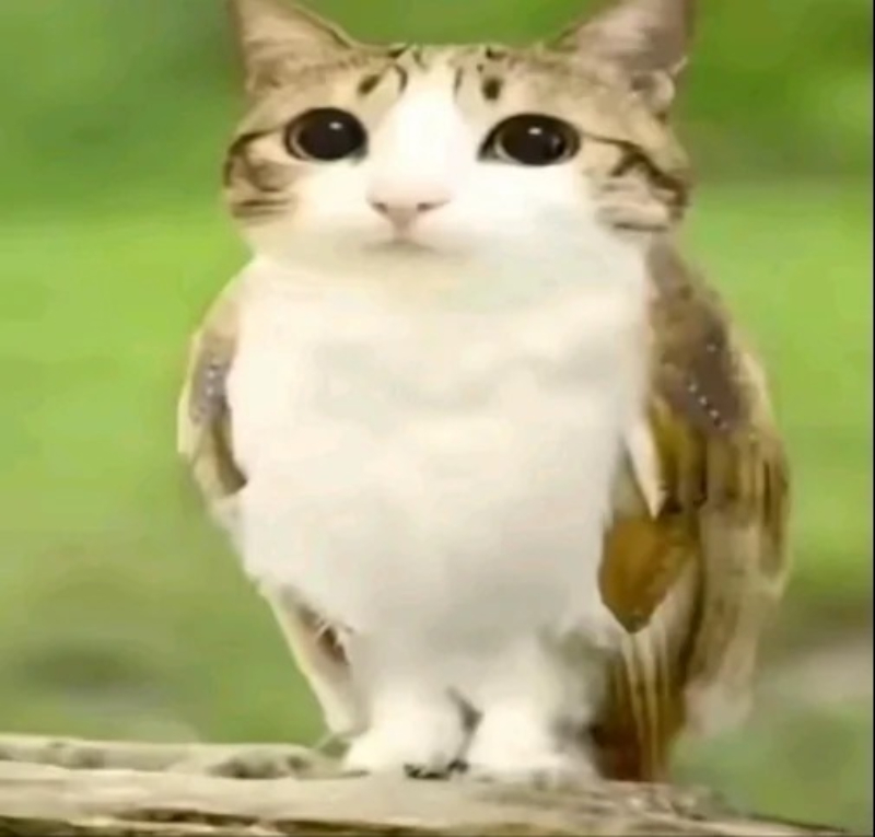 cat meme biểu cảm đáng yêu và hài hước của mèo