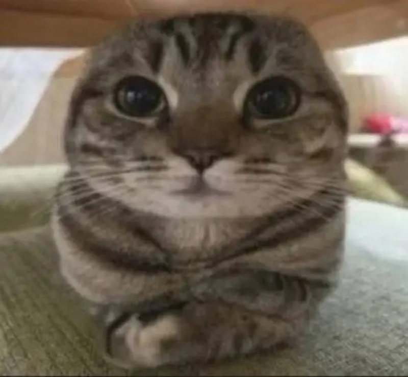 cat meme chú mèo đang nhìn với vẻ mặt ngơ ngác