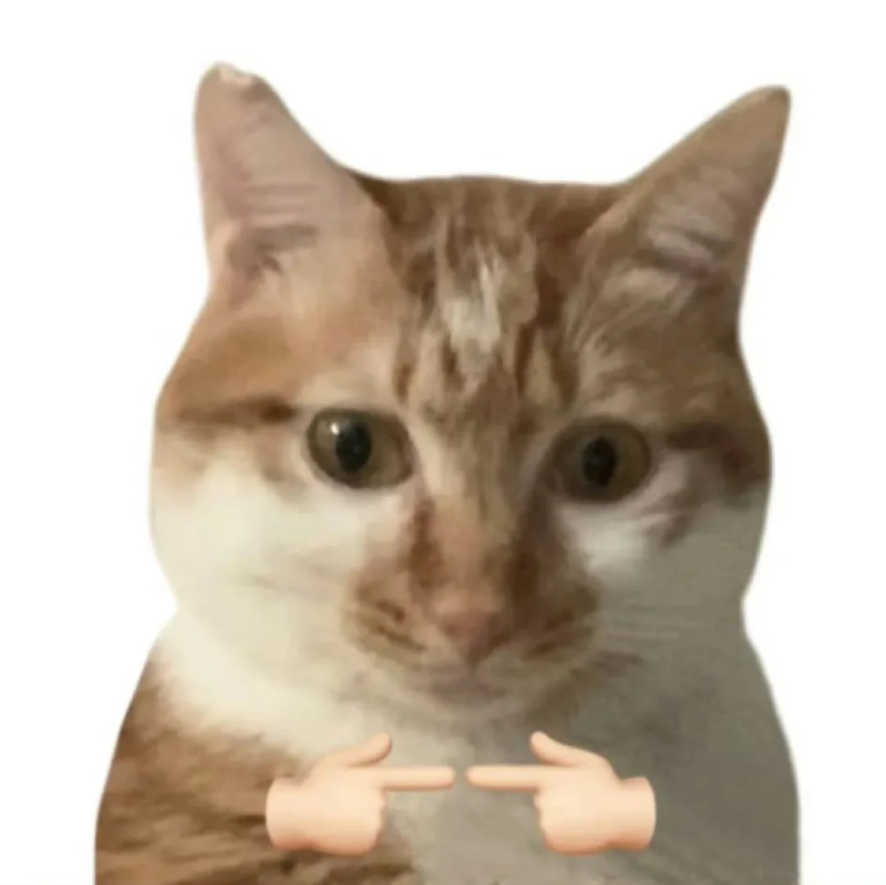 cat meme chú mèo đang thể hiện cảm xúc hài hước