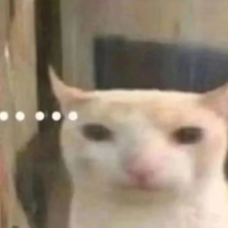 cat meme chú mèo với khuôn mặt cực kỳ hài