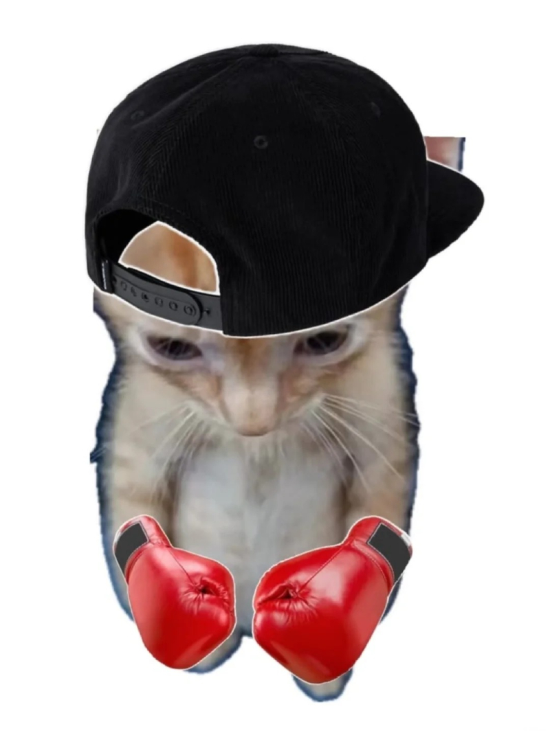 cat meme hình ảnh chú mèo cau có đáng yêu