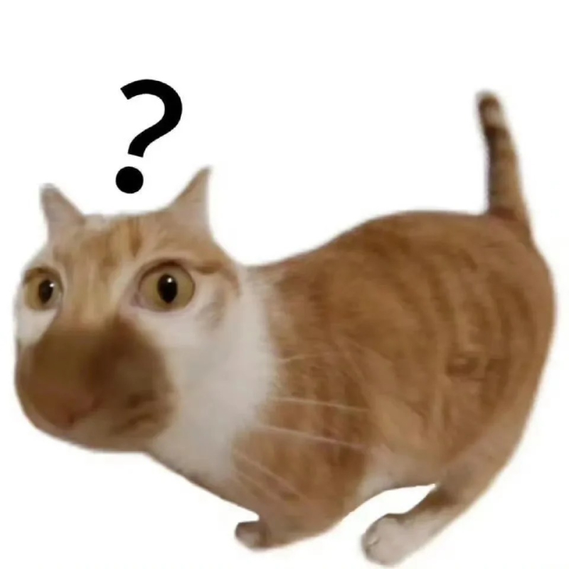 cat meme hình ảnh chú mèo ngáo ngơ đáng yêu