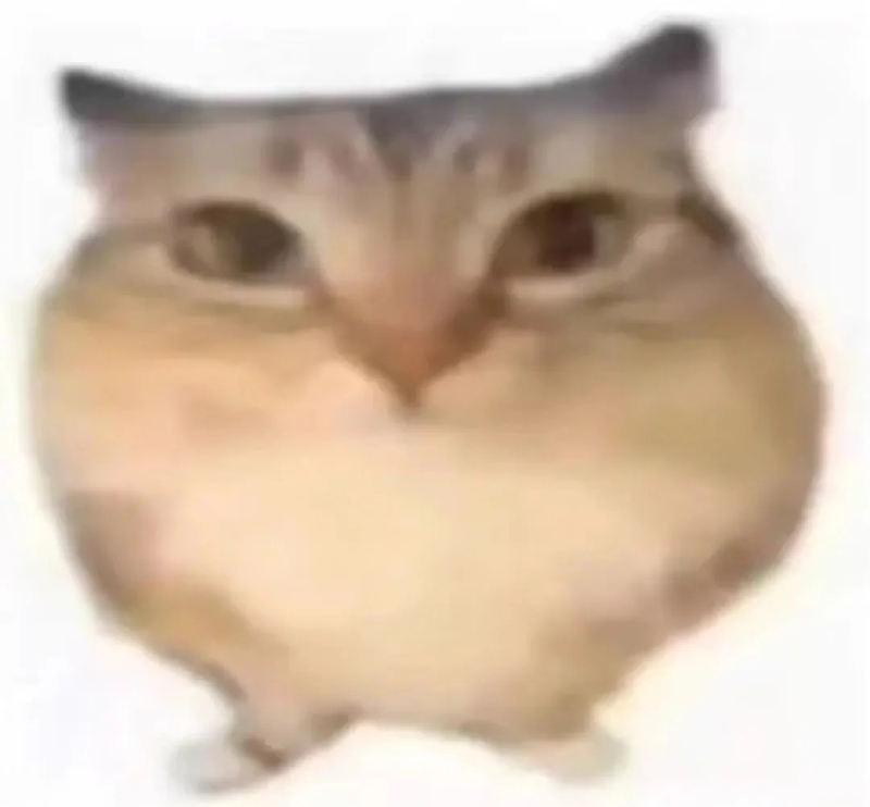 cat meme hình ảnh mèo con vui nhộn