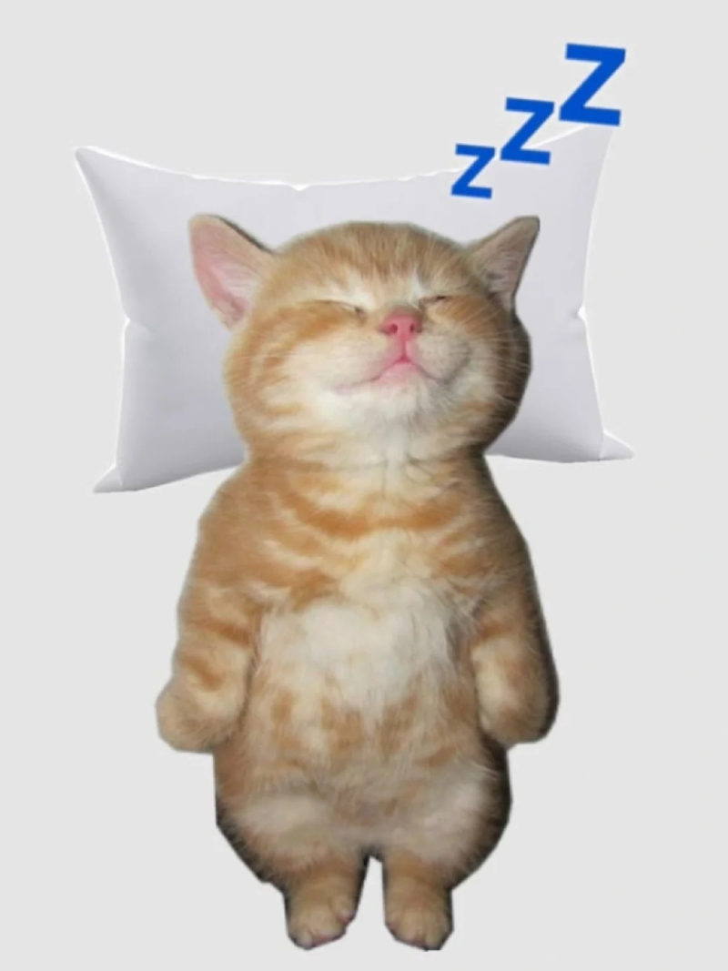 cat meme hình ảnh mèo đáng yêu đang phản ứng