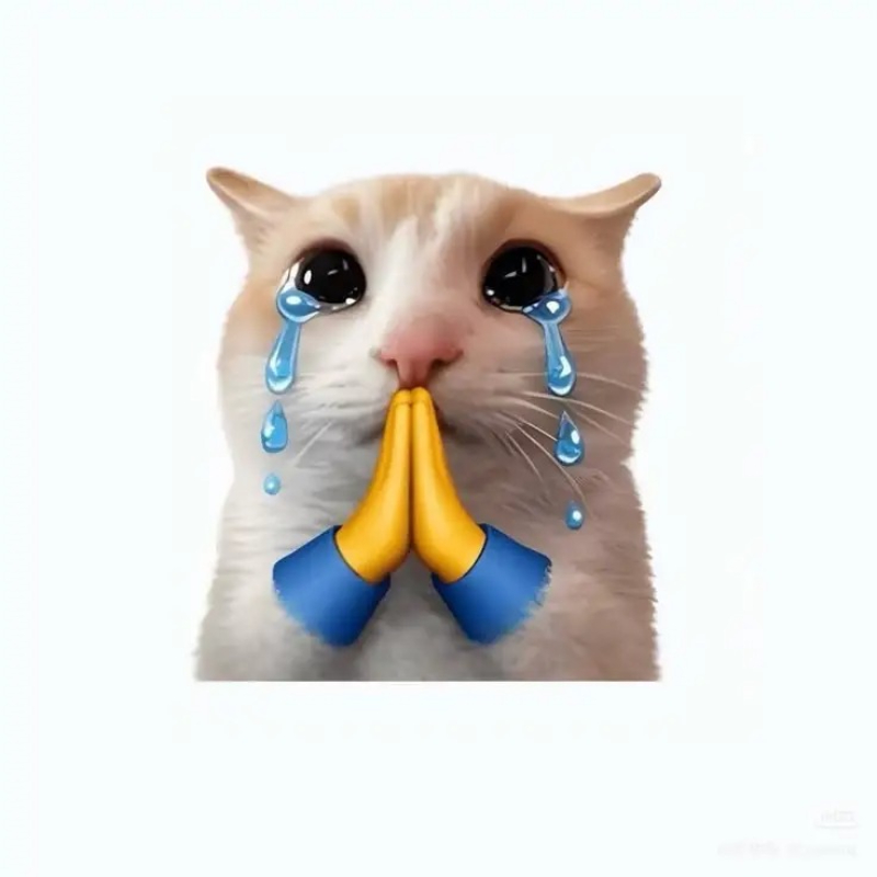 cat meme hình chú mèo tinh nghịch và hài hước