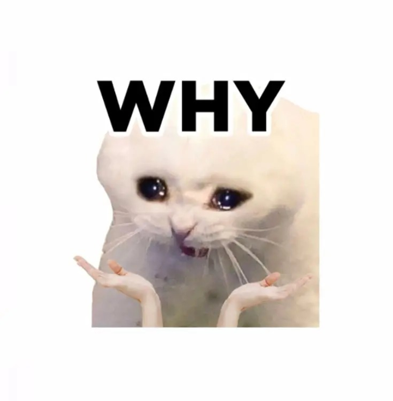 cat meme hình mèo hài hước và dễ thương