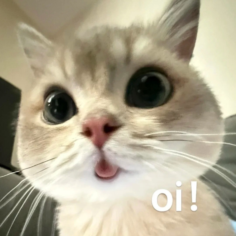 cat meme khoảnh khắc mèo con biểu cảm đáng yêu