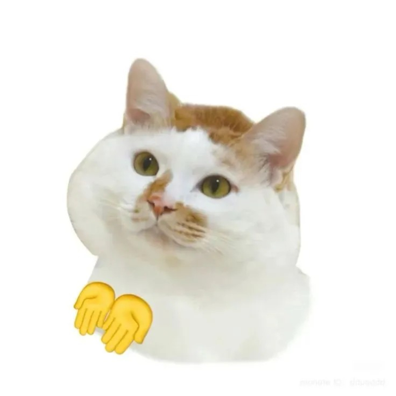 cat meme mèo con với biểu cảm ngộ nghĩnh
